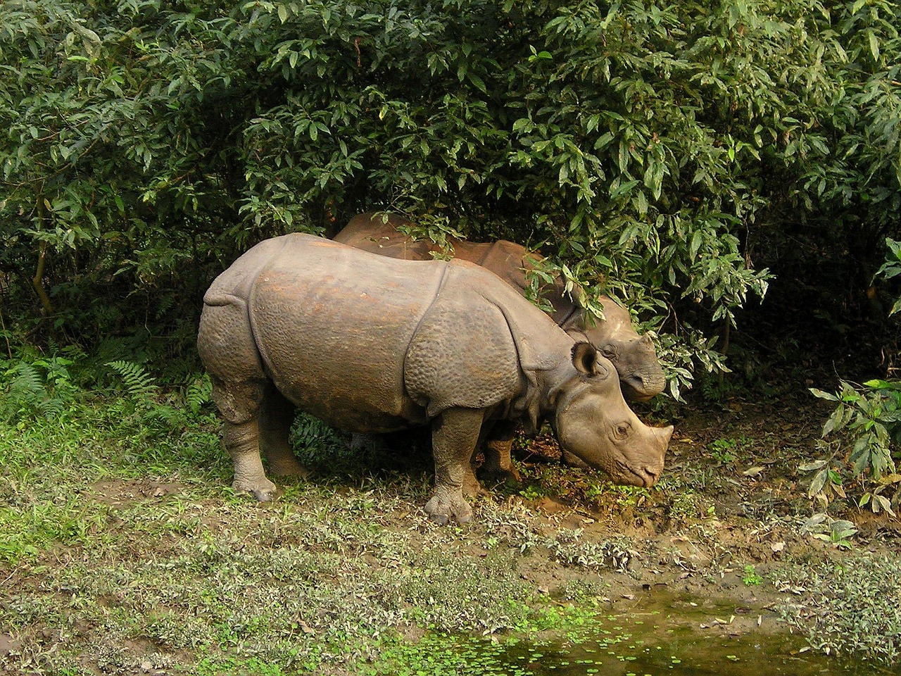 Chitwan